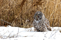 2838 Great Grey Owl Eating Mouse