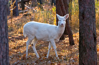 Albino Whitetail Deer