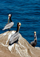 1762 Three Pelicans