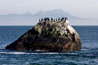 1599 Cormorants on Rock