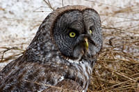 2846 Great Grey Owl - Resting after Lunch