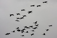 4640 Cranes in Flight