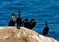 1719 Double-crested Cormorants