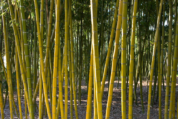 1366 Forest Bamboo