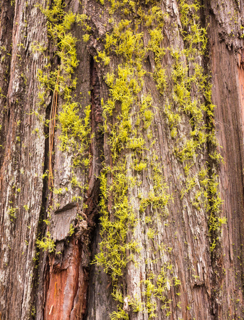 0375 Moss on Redwood