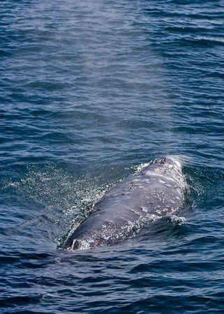 1490 Grey Whale Blow