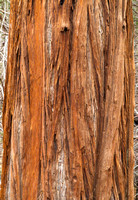 0376 Redwood Bark