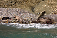 1560 Female Elephant Seals and Pups
