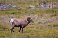 0279_Bighorn_Sheep