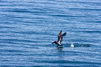 1461 Pelican Take-off