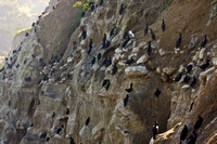 1751 Birds on Cliff