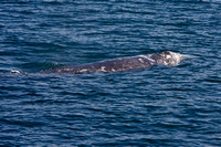 1479 Grey Whale
