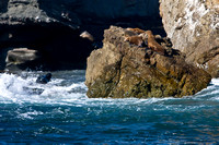 1567 Seals on Rock