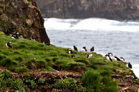 1421 Puffins on Cliff