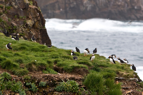 1421 Puffins on Cliff