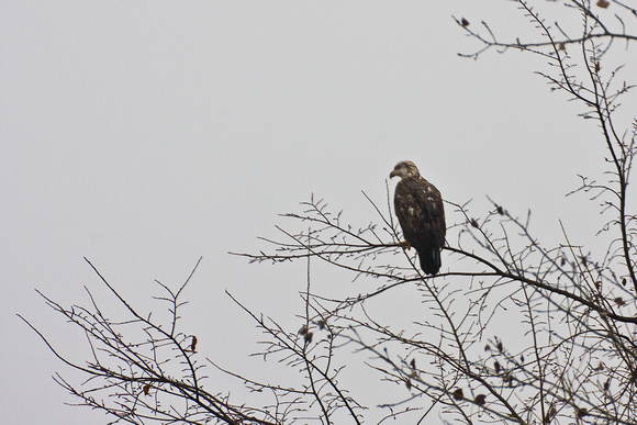 4575 Hawk in Tree