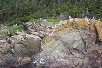 1894 Birds on Cliff