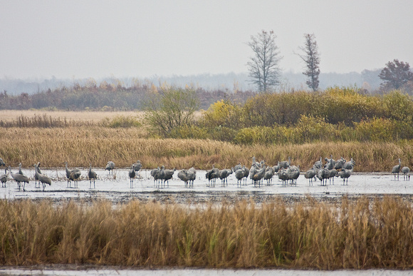 4776 Cranes in Misty Marsh