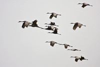 4655 Cranes in Flight