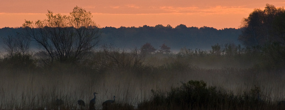 5777 Cranes and Fog at Dawn
