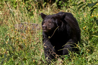 4020 Black Bear - Orr MN