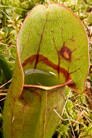 3208 Pitcher Plant with Bug