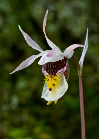 3216 Arathusa Orchid