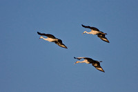 4902 Three Cranes Flying