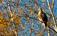 0977_Red-Tailed_Hawk