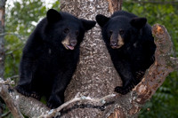 4155 Black Bear Cubs in Tree