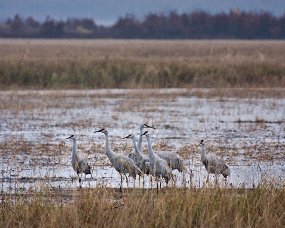 4752 Cranes at Marsh Edge