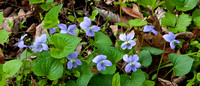 5416 Backyard Violets