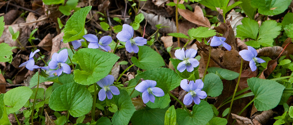 5416 Backyard Violets