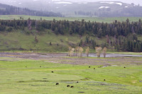 2549_Bison_in_Valley