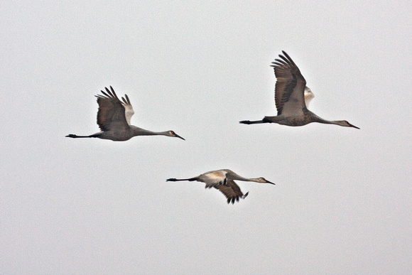 4535 3 Cranes in Flight