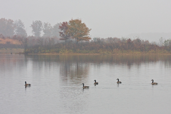 4570 Geese on Misty Pond