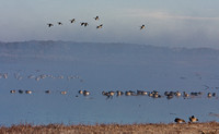 0995_Canada_Geese