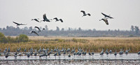 4742 Cranes in Marsh