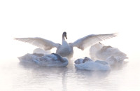 Winter Swans